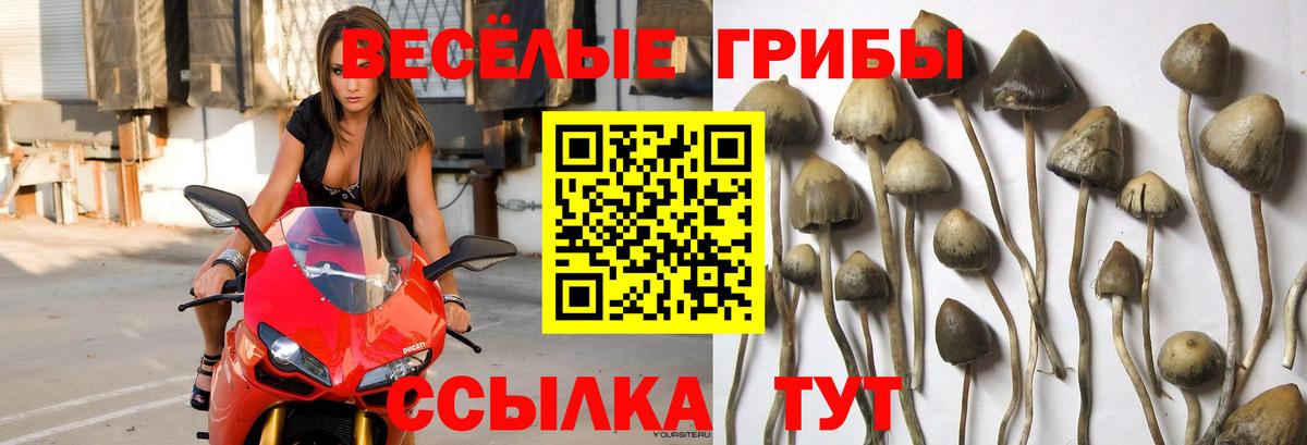 Псилоцибиновые грибы Psilocybe Соль-Илецк